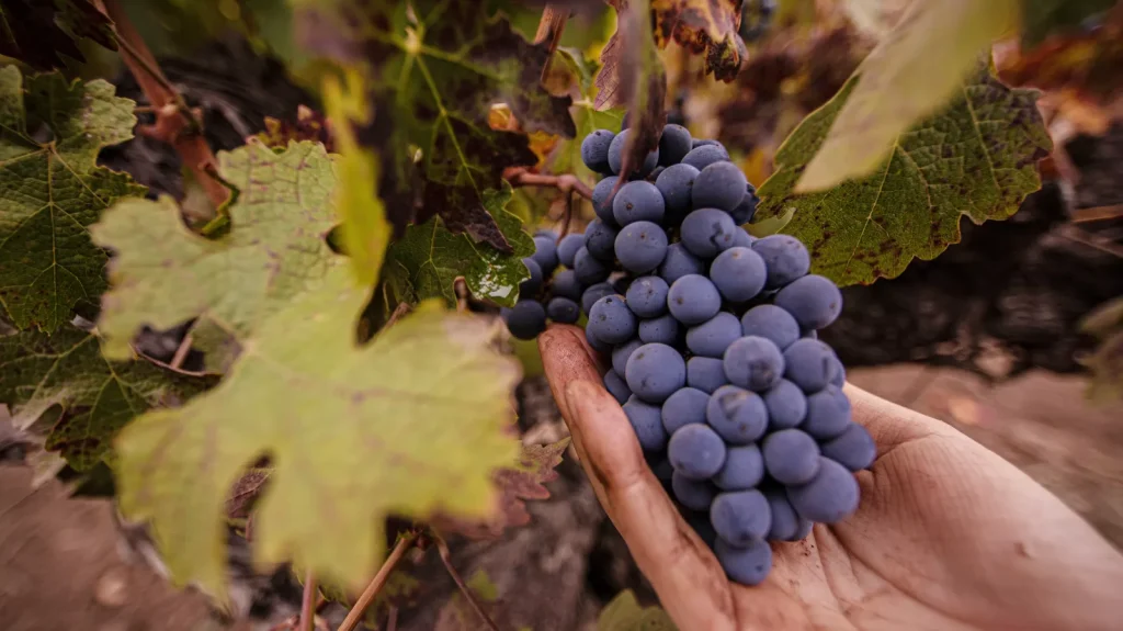 Vino bajo alcohol entra en vigencia: Agrícola Central insiste en garantizar su fiscalización